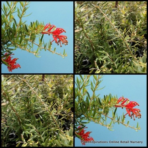Grevillea Juniperina Red x 1 Plant Australian Native Garden Plants Shrubs Bush Flowering Hedge Hardy Drought Tough Bird Attracting Evergreen